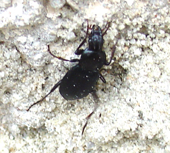 Licinus punctatulus e  Laemostenus algerinus